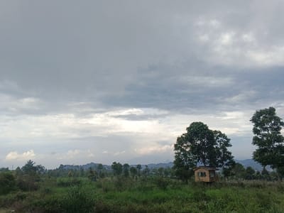 This image depicts an overcast rural landscape in Suối Đục, Vietnam. The sky occupies the upper two-thirds of the frame, filled with dense, grey clouds, with some brighter, diffused light visible along the distant horizon. The foreground and midground consist of an expansive field of unkempt green vegetation, primarily tall grasses and shrubs. A solitary, small, elevated wooden structure, possibly a hut or shed, with light-colored wooden paneling and a dark roof, is situated in the midground, slightly right of center. Two large, dark green trees are prominent: one directly behind and to the left of the wooden structure, and another taller tree to its right. In the far background, hazy, indistinct mountains or hills are visible beneath the cloudy sky. No human or animal figures are present, and no discernable activity or interactions are observed.