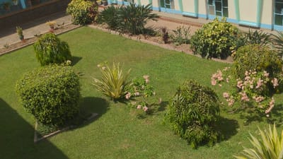 This image captures a meticulously maintained garden area in the city of Moshi, Tanzania. The central portion features a uniformly mown green grass lawn. Arranged on the lawn are several distinct plantings: in the lower-left quadrant, a dense, spherical green shrub occupies a triangular planter edged with concrete. Mid-left, another bushy green plant with cascading foliage is present. In the center, a spiky, variegated plant with upright, yellow-green leaves stands next to a shrub adorned with numerous clusters of light pink flowers. A robust, dark green, broad-leafed shrub is positioned in the mid-right. Along the rear perimeter, a raised planting bed, bordered by a low concrete structure, contains various shrubs and larger foliage plants, including several resembling Strelitzia (Bird of Paradise) with prominent green leaves. This bed abuts a building characterized by light-colored walls and contrasting light blue window frames and sills. The scene is brightly illuminated by direct sunlight, casting distinct shadows from the vegetation. No people, animals, actions, or interactions are visible.
