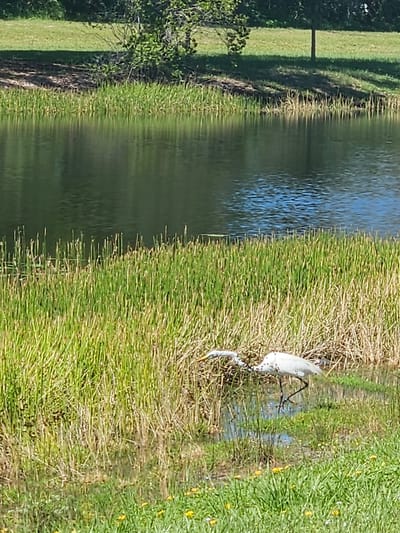 A great egret is wading in a shallow body of water bordering tall reeds. The egret is white with black legs and a yellow beak. The water reflects the blue sky and green trees. In the background, there is a grassy lawn with scattered trees. The scene appears to be in a park or nature preserve in Port Saint Lucie, Florida, USA.