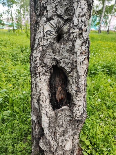 A close-up, eye-level, vertical shot shows the textured bark of a birch tree. The bark is gray and white with deep crevices and rough patches. Two natural openings are visible in the trunk; the upper one is a dark, circular hole, and the lower one is a larger, irregular cavity that reveals dark, weathered wood inside. The tree is situated in a grassy area with lush green vegetation, dotted with small white flowers, likely dandelions. In the background, several other birch trees with white trunks are blurred, suggesting a park or wooded area within the city. Behind the trees, parts of urban buildings with colorful facades can be seen, indicating an urban environment. The image was captured on June 20, 2026, at 4:49 PM, likely in Irkutsk, Russia, given the context of birch trees and urban scenery. There are no people or animals present in the frame, and no discernible activity is occurring.