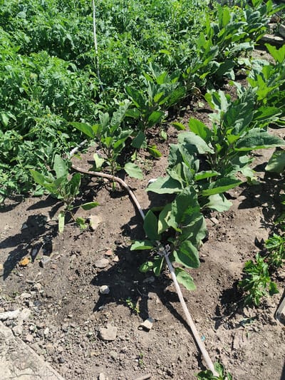 The image depicts a garden scene with rows of young eggplant plants growing in the soil. The plants have large, green leaves and some are beginning to flower with small purple blossoms. A white hose or irrigation tube runs along the ground between the plants, indicating a system for watering the garden. In the background, a dense patch of taller green plants, likely tomatoes, fills the upper left portion of the frame. The soil is dark and appears somewhat dry, with scattered small stones and debris. Sunlight casts distinct shadows from the plants onto the ground, suggesting it is daytime. The overall setting is an outdoor vegetable garden, likely in a rural or suburban environment given the agricultural context. No people are visible in the image. The weather appears sunny and warm, suitable for plant growth. There is no visible text in the image. The scene conveys a sense of growth and cultivation in a garden setting.