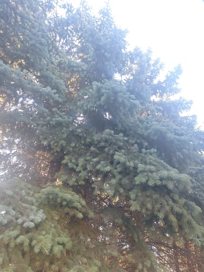 The image shows a close-up view of dense evergreen tree branches, likely a spruce or fir tree, against a bright, washed-out sky. The needles are a muted green-blue, and sunlight filters through the branches, creating a slightly hazy effect. The overall impression is of lush foliage. The image does not contain any specific landmarks or visual cues that would allow for identification of the location within Mińsk Mazowiecki, Poland. There are no people, animals, or objects other than the tree itself. The scene appears to be outdoors, possibly in a park or residential area where such trees are common.