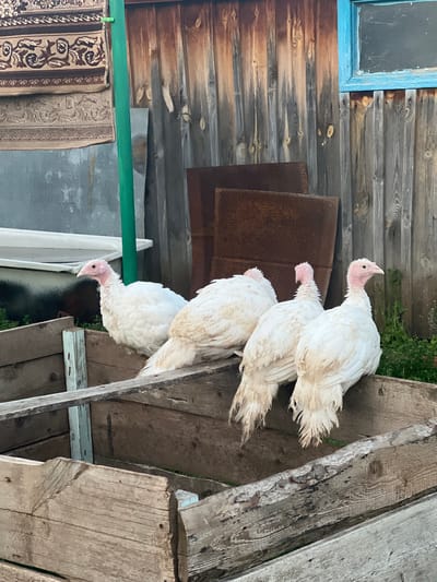 Four white turkeys are perched on a wooden structure. The turkeys are facing different directions, with some looking down and others looking forward. They have pinkish-red heads and necks. The background consists of weathered wooden planks, a green pipe, and some hanging rugs. The scene appears to be outdoors, possibly in a rural setting, given the rustic appearance of the wooden structures and the presence of livestock. The lighting suggests it is daytime.