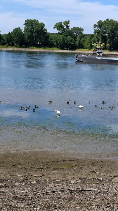 The image depicts a wide, calm river with a barge on the right side. The barge is dark-colored with a yellow structure on top and appears to be navigating the river. On the left side of the river, there is a shoreline with trees and vegetation. In the water, closer to the foreground, several birds are visible, including at least two white swans and a flock of darker-colored birds, possibly ducks or geese. The water is clear enough to see the muddy or sandy bottom in the shallower areas near the shore. The sky is partly cloudy. The scene is likely a river in or near Cologne, Germany, given the presence of barges, which are common on the Rhine River which flows through the city.