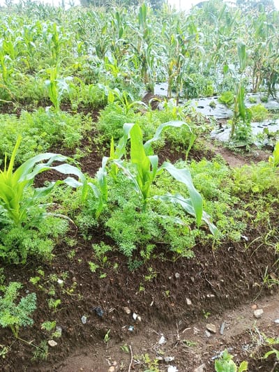 This image depicts a cultivated agricultural field in Kondha, India. The foreground and midground feature rows of dark, tilled soil supporting a dense growth of young, light-green plants with finely divided leaves, consistent with carrots. Larger, immature corn plants with broad, bright green leaves are spaced throughout these rows. Towards the midground and background, established corn stalks with developing ears and tassels are visible. Several sections in the background utilize black plastic mulch film laid on the soil, through which other vegetable crops, including leafy greens (e.g., lettuce) and chili peppers, emerge. The lowest portion of the frame shows exposed soil containing scattered small stones and incidental plant debris. No human presence or activity is observed. The scene is illuminated by diffused natural light, indicating an overcast condition.