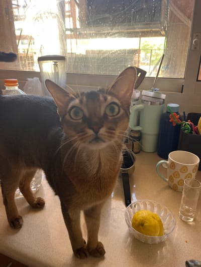 A domestic shorthair cat with a reddish-brown coat and striking green eyes is standing on a light-colored countertop in a kitchen. The cat is looking directly at the camera with a curious expression. The background shows a window with sunlight streaming through, revealing an outdoor scene that appears to be a construction site with wooden structures. Various kitchen items are visible on the countertop, including a clear plastic bottle with an orange cap, a light blue insulated cup, a dark blue water bottle, a mug with a yellow circular pattern, a small clear bowl containing a lemon, and a clear drinking glass. The overall environment suggests a domestic setting in a sunny climate, potentially Eilat, Israel, given the architectural hints and bright sunlight.