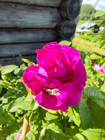 In Чухлэм, Russia, a vibrant magenta rose bloom, partially unfurled, dominates the foreground of this outdoor photograph. A small, winged insect, possibly a bee, is visible resting on the petals of the rose, its body segmented and its wings clear. The rose is surrounded by lush green foliage and other smaller pink blooms in the background, suggesting a garden or natural setting. Behind the rose bush, a weathered wooden wall, constructed from horizontal logs, provides a rustic backdrop. Further in the distance, a glimpse of rural life is offered with the suggestion of houses and trees under a bright, possibly sunny, sky. The overall impression is one of a tranquil, natural scene in a village environment.