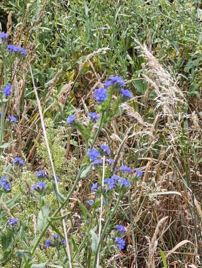This media file is a vertical, medium-angle, full shot photograph of a natural scene featuring several small blue flowers with green stems and leaves interspersed with dry grasses and greenery. The focus is on the blue flowers in the foreground, which appear clustered on thin stems. Behind them, a mix of tall, dry grasses with feathery seed heads and lush green foliage creates a dense background. The lighting suggests it is daytime, possibly overcast or with diffused sunlight, as there are no harsh shadows. The overall impression is of a wild meadow or roadside vegetation in a rural setting. There is no text visible in the image, and no people or discernible activity are present. The location context provided is Раснянскі сельскі Савет, Belarus.