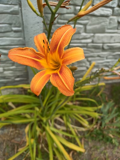 An orange lily flower is in full bloom, its petals unfurling to reveal a bright yellow center with black stamen. The flower is positioned in the foreground of the image, with its stem and leaves extending downwards and to the right. In the background, a light gray brick wall serves as a backdrop. The setting appears to be an outdoor environment, possibly a garden or yard, given the presence of the lily and its foliage. The overall impression is one of natural beauty and vibrant color, contrasting with the more muted tones of the wall.