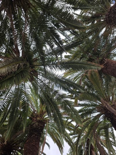 This media file is a low-angle shot looking up at the dense canopy of several palm trees. The fronds are a vibrant green, with some appearing slightly dried and brown at the tips. The trunks of the palm trees are visible, with their rough, textured bark. The sky is overcast and pale, suggesting a cloudy day. The scene is set in Puerto De La Cruz, Spain, a location known for its tropical vegetation. There is no discernible activity or event taking place; the image captures a static view of the palm trees. The lighting is soft and diffused, consistent with an overcast sky. No text is visible in the image. The overall impression is one of lush, natural beauty, evoking a sense of tropical tranquility.
