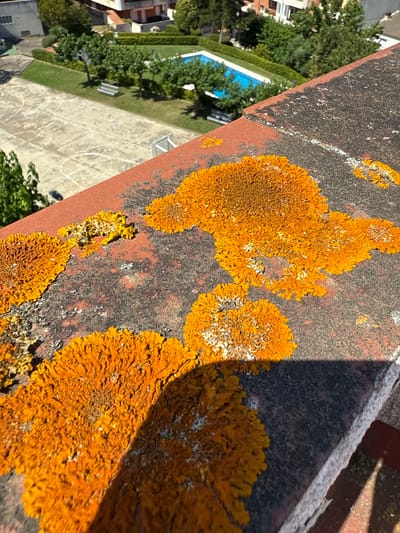 This is a close-up, high-angle shot of orange and yellow lichen growing on a red-brown, weathered concrete ledge. The ledge overlooks a sunlit courtyard with a basketball court and a blue swimming pool in the background. Green trees and buildings are visible beyond the courtyard. The sunlight casts a shadow across the ledge in the foreground. The scene appears to be in a residential area of Blanes, Spain.