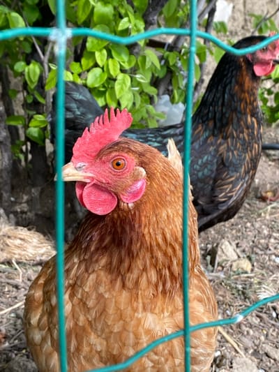 The image displays two domestic chickens located in an outdoor enclosure in Cucuron, France, viewed through a slightly out-of-focus green wire mesh fence. In the mid-ground, a reddish-brown chicken with a bright red comb, red wattles, and an orange eye is positioned prominently on the left, facing slightly right. Its pale yellow-white beak is visible. To the right and in the background, a second chicken exhibits dark brown and black plumage with iridescent green-blue and reddish-brown accents, also featuring a red comb and facing right. The ground beneath the chickens is composed of bare earth, small stones, and dry organic debris. Behind the subjects, green foliage from trees or bushes is visible, along with a dark tree trunk on the left and a lighter-toned structure or debris in the distant background. The scene is illuminated by natural daylight.