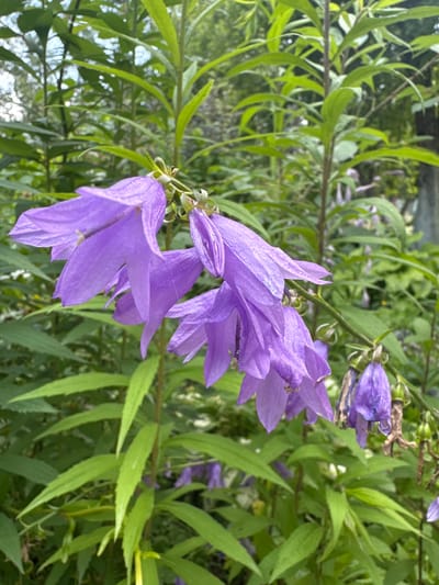 This media file features a close-up, horizontal, eye-level shot of several vibrant purple bell-shaped flowers and their green foliage. The flowers are the primary subjects, with a few in sharp focus and others slightly blurred in the background. The leaves are long and slender, with some showing a slight sheen. The overall scene suggests a garden or a natural outdoor setting, likely during daylight hours given the bright lighting and the clarity of the colors. The background is a soft blur of green and hints of more purple, suggesting a densely planted area. There are no people or text visible in the image. The setting appears to be Koklaisai, Kazakhstan, as provided in the location context. The image conveys a sense of natural beauty and the delicate charm of blooming flowers.