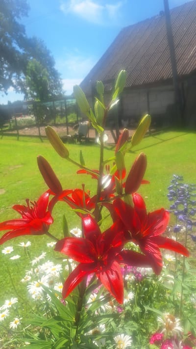 An eye-level, medium shot captures a cluster of vibrant red lilies in full bloom, their petals glistening under the bright midday sun. The lilies are the primary focus, with their velvety texture and deep crimson hue commanding attention. Behind them, a backdrop of lush green grass stretches towards a rustic building with a corrugated metal roof. In the distance, a fence line and scattered trees suggest a rural or semi-rural setting. The sky above is a brilliant blue, dotted with a few wispy clouds, indicating fair weather. The overall impression is one of a serene summer day in a garden.