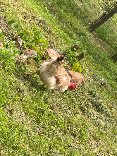 A chicken stands on a grassy slope in Matyashivka, Ukraine. The bird has light brown and white plumage with a red head. It is positioned on a small rocky outcropping overgrown with greenery. The environment is primarily green, with grass and various plants covering the hillside. A tree trunk is visible in the upper left corner of the frame.