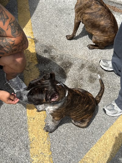 The image shows an overhead view of two dogs and two individuals. One dog, a brindle-colored pit bull or similar breed, is sitting and being offered a treat by a person's hand. This dog has a black head with white markings around its muzzle and a white collar. The second dog, also brindle-colored and of similar breed, is sitting in the background to the right. The environment appears to be an outdoor paved area with a yellow line marking. One person's legs, wearing dark pants and grey sneakers, are visible on the right. Another person's legs, wearing shorts and grey sneakers with a distinctive patterned tattoo on their left thigh, are visible on the left. The image captures a moment of interaction between a person and a dog, with another dog and person present. The location is described as Almada, Portugal.