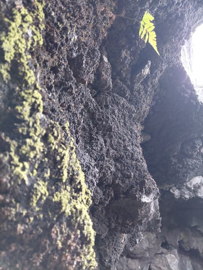 The image is a close-up, low-angle shot of a dark, textured rock face, possibly a cliff or cave wall. The rock is uneven and appears to be damp, with patches of greenish-yellow moss growing on its surface, particularly on the left side of the frame. In the upper right portion of the image, a single, small green fern frond is visible, backlit by a bright light source, suggesting an opening or exit to the area. The lighting is dim overall, with the bright area on the right creating a strong contrast. The image does not contain any people or specific objects that would indicate a city location; it depicts a natural, rocky environment. There is no information within the image that would place it in Kintamani, Indonesia.