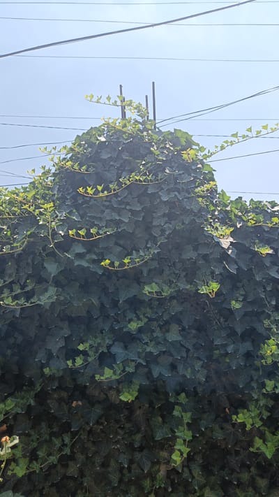 The image shows a dense covering of dark green ivy climbing over a structure, possibly a wall or fence, with several thin, upright metal posts emerging from the top of the ivy. The ivy has a thick, matted appearance, with some newer, lighter green leaves and vines visible, particularly towards the top. Several power lines are stretched across the clear, pale blue sky in the background, crossing over the ivy-covered structure. The scene appears to be outdoors in an urban environment, with no people visible. The lighting suggests it is daytime.