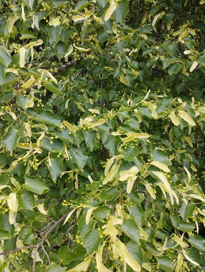 The image shows a dense canopy of linden tree leaves and developing fruit. The leaves are a vibrant green, with some showing a paler, yellowish hue, possibly indicating young leaves or a slight discoloration. Numerous small, round, green buds or developing fruits are clustered among the leaves. Attached to some of these clusters are elongated, wing-like bracts, characteristic of linden tree fruit. The branches of the tree are visible, with a rough, textured bark. The scene appears to be outdoors, with natural light filtering through the foliage, suggesting a daytime setting. The image does not contain any people, structures, or specific landmarks that would identify its location within Konstantinovo, Russia, beyond the general context of a linden tree.