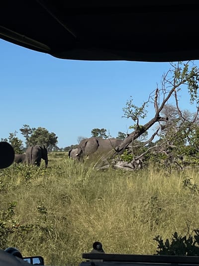 The image shows elephants in Khwai, Botswana, as viewed from inside a vehicle. The elephants are grazing in tall, dry grass under a clear blue sky. The scene includes trees with sparse foliage. Part of the vehicle's interior, including the canvas top and a side mirror, is visible.