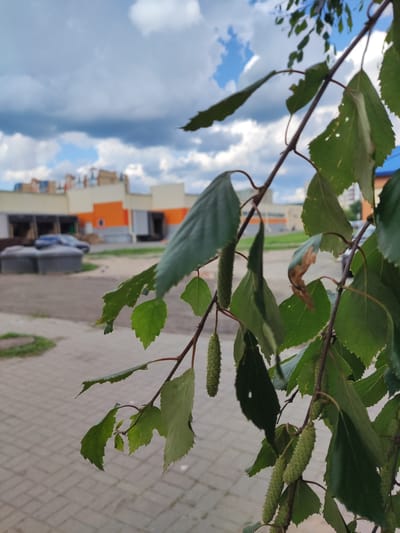 A close-up shot of a birch tree branch with green leaves and hanging catkins is in the foreground. The branch is angled from the upper right to the lower left of the frame. In the blurred background, a street paved with light brown interlocking bricks is visible, along with a building with an orange and light brown facade. The sky is partly cloudy, with a mix of grey and white clouds against a blue sky. The overall scene appears to be an outdoor urban setting in Polatsk, Belarus, likely a street or parking area adjacent to a commercial or industrial building. There are no people or animals visible in the image.