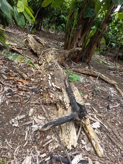 The image depicts a forest floor in Quevedo, Ecuador. Fallen logs, decaying wood, and leaf litter cover the ground. One prominent log in the foreground is partially decomposed with white fungal growth. A charred tree branch lies on top of the log. A small green plant is growing near the log. Banana trees are visible in the background. The scene suggests a humid environment with ongoing decomposition.