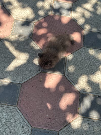 A top-down, medium shot captures a small, fluffy, brown kitten lying on a patterned paving stone pathway. The kitten is curled up, its fur appearing slightly disheveled, with its head resting on its paws. It is positioned on a reddish-brown hexagonal paving stone, partially covered by dappled sunlight and shadows cast by overhead foliage.

The pathway is composed of interlocking hexagonal and square paving stones in various shades of grey, black, and reddish-brown. The stones have a textured, patterned surface. Scattered across the paving stones are small, green, spherical objects, possibly berries or seeds, and a thin, light brown, curved twig.

The lighting suggests it is a sunny day, likely midday or late afternoon, given the strong shadows. The scene appears to be outdoors, possibly in a garden or courtyard. The presence of shadows from leaves indicates vegetation nearby. There is no visible text in the image. The overall impression is one of a peaceful moment, with the kitten resting in a sunlit spot.