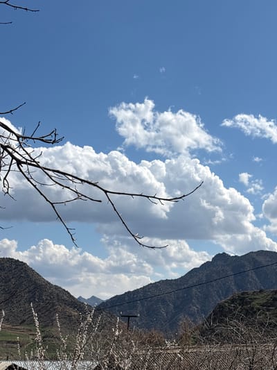The scene depicts a mountainous landscape in Lehvaz, Armenia, under a bright blue sky populated by numerous large, white cumulus clouds. Bare, dark brown tree branches extend from the upper left quadrant. The midground features two prominent, dark, rugged mountains or large hills, primarily barren with some sparse vegetation, framing a central valley. On the lower slope of the left mountain, terraced agricultural plots with green foliage are visible. A black utility pole with a horizontal cross arm stands in the lower mid-right, with dark power lines extending across the view, notably in front of the right mountain. The lower foreground contains a dense cluster of leafless tree or bush branches, some bearing small white blossoms. A light-colored, possibly corrugated metal, roof structure is partially visible at the bottom left. No individuals or specific actions are present.