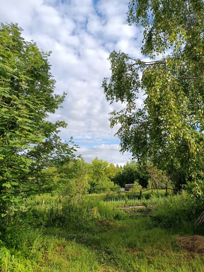This is a vertical, eye-level, full shot of a vibrant green rural landscape under a partly cloudy sky. The scene is dominated by lush vegetation, with tall grasses and various trees filling the frame. In the foreground, a patch of sunlight illuminates the dense green grass, creating a bright contrast with the shadowed areas. To the left, a large tree with feathery green leaves extends into the upper portion of the image, its branches creating a leafy canopy. To the right, another tree, possibly a birch, has delicate, light green leaves that hang down, partially obscuring the view of the sky.
In the middle ground, a rustic wooden fence encloses a garden area. Beyond the fence, a small, dark-roofed structure, perhaps a shed or outbuilding, is partially visible amidst the trees. The background is a dense expanse of green trees, suggesting a wooded area or forest. The sky is a mix of bright blue patches and fluffy white clouds, indicating fair weather and likely daytime, possibly late morning or early afternoon, given the lighting. The overall impression is one of natural beauty and tranquility, characteristic of a summer day in the Russian countryside. There is no visible text in the image.