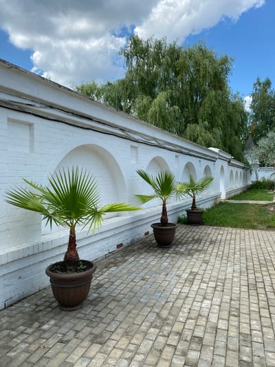 In Plastunovskaya, Russia, a paved walkway is lined with three potted palm trees. Behind the trees is a white brick wall with arched recesses. Green trees and a blue sky with white clouds are visible beyond the wall. The scene appears to be a courtyard or garden area.