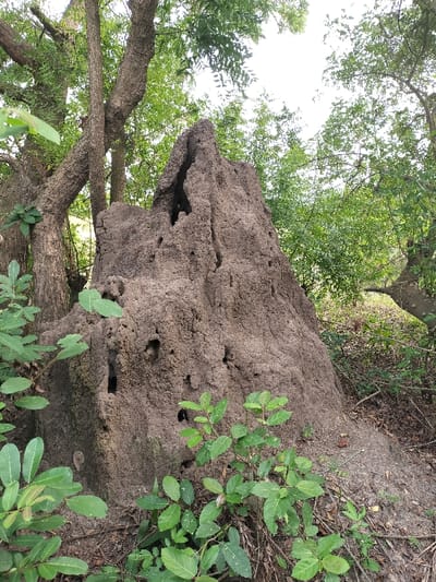 An enormous termite mound dominates the image. It's constructed from brown soil and features numerous holes and crevices across its uneven surface. The mound is situated within a wooded area, evidenced by surrounding trees and green foliage. A tree trunk is nestled beside the termite mound, while smaller green plants grow at its base and along the ground in the foreground. The sky is faintly visible through the canopy of trees.