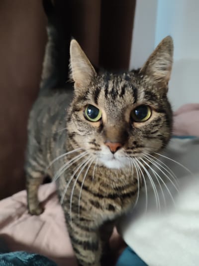 A close-up, eye-level shot captures a tabby cat standing in what appears to be a home. The cat is facing the camera, with its body angled slightly to the left. Its fur is a mix of brown, black, and grey stripes. The cat has large, round, greenish-yellow eyes and prominent white whiskers that fan out from its nose. Its ears are pointed and alert. The background is softly blurred, with hints of brown curtains on the left and a pale, possibly light blue or white, surface on the right, suggesting an indoor setting. The lighting appears to be artificial, casting a warm glow on the cat. The cat's expression seems curious and engaged, with its gaze fixed directly on the viewer. The cat is standing on what looks like a pink blanket or cushion, with another textured fabric, possibly blue, visible at the bottom of the frame. The overall impression is one of an intimate and casual moment, focusing entirely on the cat's presence and its direct interaction with the camera.