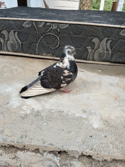 A pigeon is perched on a concrete surface next to a mattress. The pigeon has dark grey and white feathers. The mattress is dark grey with a floral pattern and is placed on a raised platform. The ground is concrete with some patches of white discoloration. The background is blurred and appears to be outdoors with some greenery and structures visible. The image was taken in Buleleng, Bali, Indonesia.