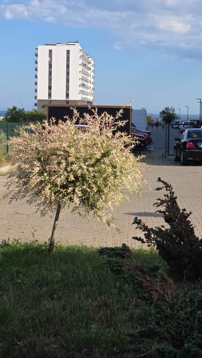The image depicts an outdoor scene on a sunny day, likely in the city of Pivdenne, Ukraine. In the foreground, a small, ornamental tree with variegated green and white leaves stands on a paved area. To the right of this tree, a dark green conifer with some brown, dried-out sections is visible, partially obscuring the view of the paved area and the grass behind it. The paved area is constructed of interlocking concrete blocks.
In the mid-ground, a large, dark rectangular object, possibly a billboard or sign, is partially obscured by the ornamental tree. Behind this, a white van and several parked cars are visible, indicating a parking area. A fence runs along the edge of the parking area, with streetlights positioned intermittently.
In the background, a tall, modern apartment building with a white facade and numerous balconies dominates the skyline. The building has a distinctive architectural style with vertical white panels. Beyond the building, a clear blue sky with scattered clouds suggests fair weather. The distant horizon appears to be the sea, hinting at a coastal location within Pivdenne. A few people are visible walking in the distance near the parking area and fence.