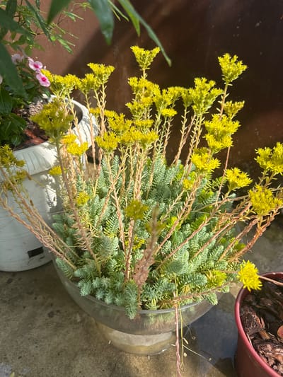 A close-up, eye-level shot captures a succulent plant with small, densely packed, light green leaves and clusters of tiny, bright yellow flowers. The plant is in a clear glass bowl, which sits on a textured concrete surface. The background is a mottled brown wall, with shadows from other plants cast upon it. To the left, a white planter is partially visible, containing another plant with green leaves and a few small pink flowers. To the right, a portion of a dark red pot is visible, filled with bark mulch. The scene is illuminated by bright sunlight, creating sharp contrasts and highlights. The location is identified as Razdolnoye, Russia.