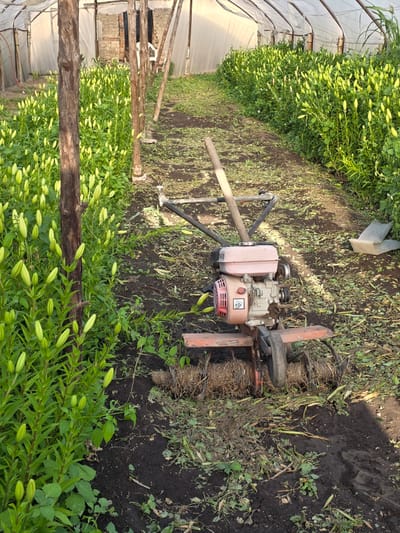 This media file captures the interior of a greenhouse or polytunnel, likely located in Yagodovo, Bulgaria, dedicated to cultivating flowering plants. The scene features two long, dense rows of plants, possibly lilies, laden with numerous elongated, light green flower buds, indicating they are nearing bloom. These rows flank a central, unpaved aisle that runs the length of the structure.
A small, gas-powered garden tiller or cultivator is centrally positioned in this aisle. The machine consists of a compact engine unit with a pinkish-beige fuel tank and metallic components, mounted on a reddish frame. A safety sticker, featuring a warning symbol (an exclamation mark within a triangle), is visible on the engine's casing. The tiller's rotating blades, or tines, on its right side, are caked with dried soil and plant debris, suggesting recent or ongoing use for soil preparation or weeding. The ground in the aisle is dark, tilled earth, with scattered weeds and plant residue.
The greenhouse structure is evident from the translucent plastic sheeting forming the walls and roof, supported by sturdy wooden posts and crossbeams. Natural, diffused light illuminates the interior, indicating it is daytime. The absence of open flowers and the presence of the tiller suggest a period of active growth and maintenance in this agricultural setting. No people are visible in the image.