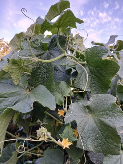 The image shows a close-up of cucumber plants with large, textured green leaves and delicate yellow flowers. Several curly tendrils are visible, reaching out from the stems. The sky in the background is a soft blue with wispy white clouds, suggesting it is daytime, possibly late afternoon or early morning given the lighting. The setting appears to be an outdoor garden or farm, and the specific location in Коктал, Kazakhstan, implies this is likely a rural or suburban agricultural area. No people or animals are present in the image.