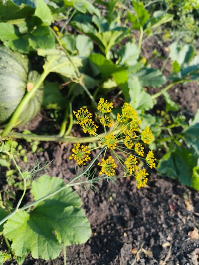 The image shows a close-up of a garden bed in Ардатов, Russia. In the foreground, a cluster of small yellow flowers, likely dill flowers, are in focus. They are arranged in an umbel shape with delicate, feathery green foliage. To the left and behind the flowers, a large, green, unripe pumpkin is visible, partially obscured by broad, green leaves. The ground is dark, rich soil, with some dry organic matter scattered on the surface. The background consists of more green foliage and stems, suggesting a lush garden environment. The lighting indicates it is daytime, with sunlight casting shadows.