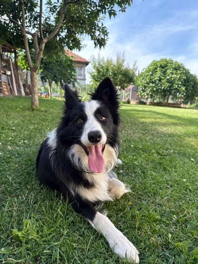 A medium shot captures a black and white Border Collie lying on bright green grass in a garden. The dog is positioned in the lower center of the frame, facing the camera with its head slightly tilted. Its mouth is open, and a long pink tongue hangs out, indicating it may be panting. The dog's eyes are a warm brown, and its ears are perked up. Its fur is predominantly black with white markings on its face, chest, and paws. The background consists of a lush green lawn, trees with dappled sunlight filtering through their leaves, and a building with a red-tiled roof visible in the distance. The sky above is a clear blue with some scattered clouds. The scene appears to be set in a suburban or rural backyard, possibly in the city of Berkovitsa, Bulgaria.