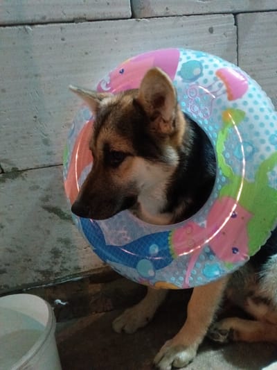 A German Shepherd dog is sitting with a children's inflatable swim ring around its neck. The ring is decorated with images of fish. The dog's head and front paws are visible. The background includes a cinder block wall and a white bucket. The image appears to be taken in an outdoor or semi-outdoor location, possibly in a backyard or patio. The location is Andreyevo, Russia.