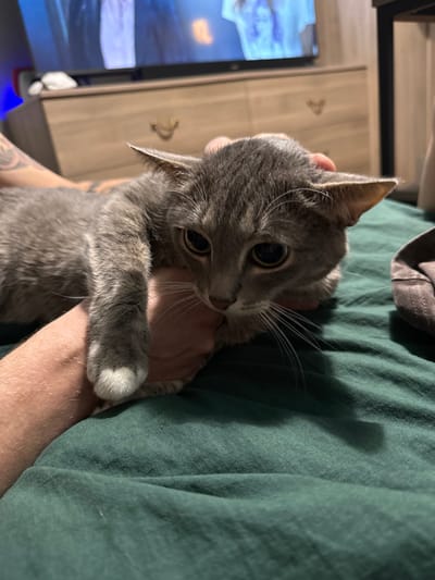 The scene depicts a domestic short-haired cat being held by a human in what appears to be an indoor residential setting in Reutov, Russia. The cat, exhibiting a grey tabby coat pattern with white accents on its front paw, has large, dark eyes and its ears are slightly flattened. A light-skinned human hand supports the cat's head and neck area, while another tattooed human arm is visible in the background. Both the cat and the hand rest on a dark green fabric surface, possibly a blanket or bedding. In the background, a light-toned wooden dresser with two brass-colored handles is situated beneath a large, dark flat-screen television displaying indistinct imagery. A blue light source is visible on the far left of the frame. A crumpled piece of dark fabric rests on the green surface to the right of the cat.