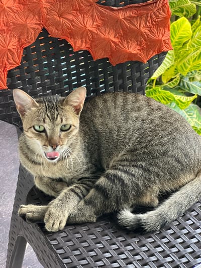 An adult, short-haired tabby cat with green eyes is lying on a brown plastic chair outdoors, with its mouth open and tongue visible. The cat is positioned facing forward, with its paws crossed. Behind the cat, a bright orange, textured fabric is draped over the back of the chair, and lush green foliage is visible in the background. The scene appears to be an outdoor setting, possibly a patio or garden area, in the city of General Luna, Philippines.