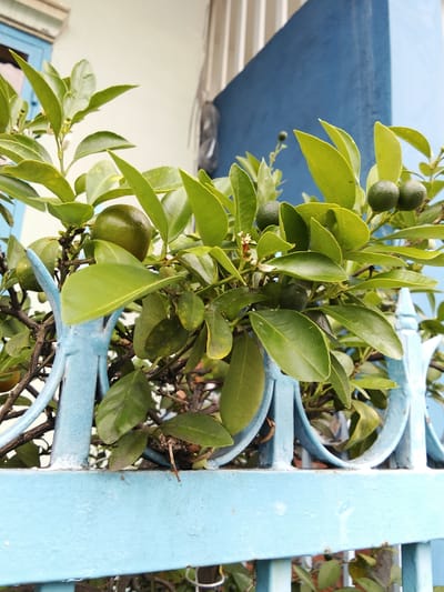A close-up, eye-level shot shows a small citrus tree with green leaves and unripe fruit growing through a light blue, ornate metal fence. The fence has vertical bars with decorative curved elements. Behind the fence, a light-colored wall is visible on the left, with a portion of a dark blue structure on the right. The scene appears to be outdoors, possibly in a residential area in Phan Thiết, Vietnam. The lighting suggests it is daytime. There are no people or animals visible in the image.