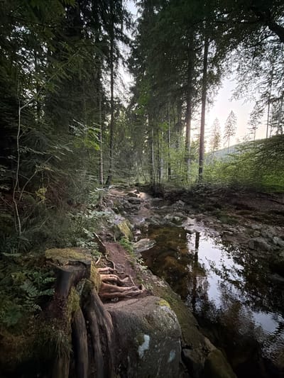 The image depicts a serene forest scene with a shallow, rocky stream flowing through it. The stream's water is clear and reflects the surrounding trees and the sky. The banks of the stream are lined with moss-covered rocks and lush green vegetation, including ferns and saplings. In the foreground, a large moss-covered tree stump with exposed roots is visible, suggesting an old, undisturbed part of the forest. The trees are tall and dense, with sunlight filtering through the canopy, creating dappled light on the forest floor. The overall atmosphere is tranquil and natural. This scene is likely located in the forested areas surrounding Świeradów-Zdrój, Poland, a town known for its natural beauty and mountain landscape.