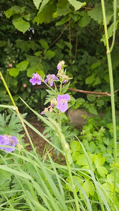 The image depicts a close-up view of wild purple flowers and green foliage in an outdoor setting. In the foreground, blades of grass and a spike of grain are prominent, with a few of the purple flowers in focus. The flowers have five petals each, with darker veining. Behind the flowers and grass, a dense background of green leaves from trees and shrubs is visible. A hint of a brown branch or log can be seen in the mid-ground. The lighting suggests an overcast day, with diffused light and no harsh shadows. The scene is naturalistic and appears to be in a rural or semi-wild area, consistent with a location like Boussu-lez-Walcourt, Belgium, where such flora is common. There are no people or animals present in the image. The composition is vertical, with the flowers as the main subject.