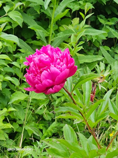 A close-up, eye-level shot captures a vibrant fuchsia peony flower in full bloom, its petals densely layered and ruffled. The flower is positioned on the left side of the frame, its stem a deep maroon, extending downwards. A tiny black and red insect, possibly a ladybug, is perched on the upper left edge of a peony petal. The background is a lush, blurred tapestry of green foliage, suggesting an outdoor setting. In the lower right corner, a single, small yellow buttercup peeks through the greenery. A watermark reads "@korolevasibiri". The scene is indicative of a garden or natural landscape in Lermontov, Russia.