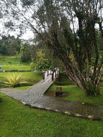 This image captures a serene outdoor scene, likely a park or botanical garden, in Khe Sanh Commune, Vietnam. The overall impression is one of lush greenery and natural tranquility under an overcast sky.
In the foreground, vibrant green grass slopes gently towards a paved pathway made of interlocking grey bricks. This path curves to the right, leading towards a small, picturesque bridge. To the left of the path, a striking plant with stiff, sword-like yellow and green leaves stands prominently beside a calm body of water, possibly a pond or stream.
The midground features a wooden footbridge with white railings and brown accents, spanning the water. The bridge's deck is also paved with bricks, matching the path. To the right of the bridge, a simple wooden bench rests on a small patch of grass. Dominating the right side of the frame are several large, mature trees with rough, textured bark and a dense canopy of leaves, some of which appear to have epiphytes growing on them. Their branches extend upwards and across, framing the scene.
In the background, a gently rolling landscape is covered in abundant green grass and dense foliage, indicating a rich natural environment. Various trees and shrubs create a layered appearance of different shades of green. A glimpse of a light-colored car is visible on the far left, behind a row of neatly kept hedges, suggesting a road or parking area nearby but subtly integrated into the landscape.
There are no people or specific activities taking place, contributing to the peaceful atmosphere. The cloudy sky suggests either an overcast day or the soft light of early morning or late afternoon. The surfaces of the paved path and surrounding ground appear slightly damp, hinting at recent rainfall or high humidity. No visible text is present in the image.