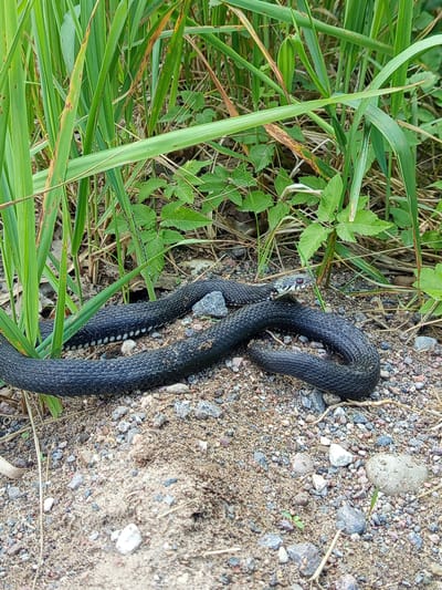 A black snake with a patterned back is coiled on a sandy, gravelly surface next to green grass. The snake's head, which is slightly lifted, shows red eyes and a distinct white and black patterned marking. The snake is the main subject and is positioned in the center and right of the frame. The scene is an outdoor setting, likely a natural environment with vegetation and loose ground material. The lighting suggests it is daytime. There is no visible text in the image.