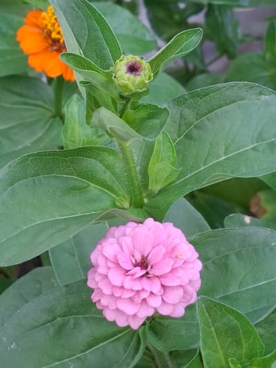 A close-up shot focuses on a pink zinnia flower with layered petals, centered in the foreground. To the left and slightly behind it, a green zinnia bud with a purplish-pink tip is visible, surrounded by large green leaves. In the upper left background, an out-of-focus orange zinnia with a yellow center adds a splash of contrasting color. The leaves are lush and green, with visible veins. The image was taken in Булаев қалалық әкімдігі, Kazakhstan.