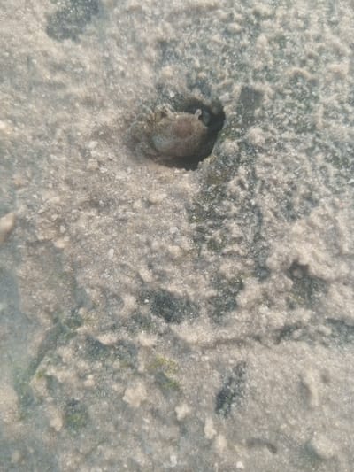 In Shanzu ward, Kenya, a small, light-brown crab is observed partially emerged from a circular burrow in damp, light-colored sand. The crab's anterior section, including its carapace and eyestalks, is visible, covered in fine sand particles. The sandy surface surrounding the burrow exhibits scattered patches of dark green organic matter. No human presence or additional objects are depicted within the frame.